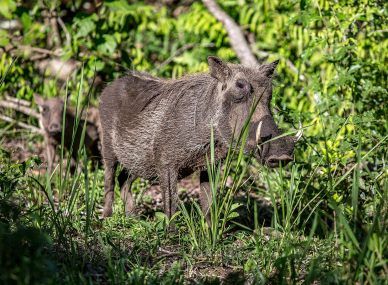Hlane Royal National Park