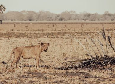 Gorongosa National Park