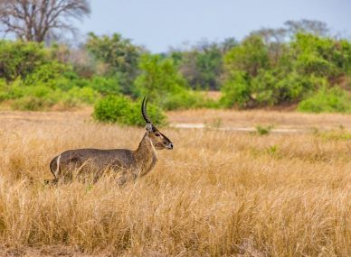 Gorongosa National Park