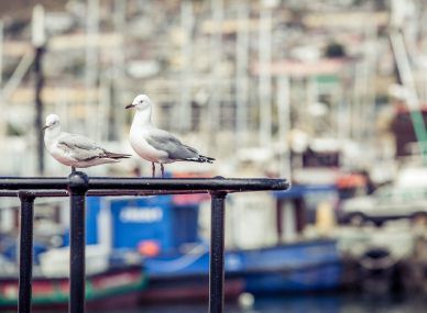 Hout Bay