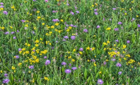 Bristol  VT to Buffalo  NY