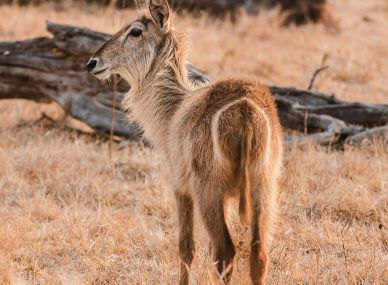 Gorongosa National Park