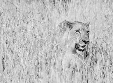 Gorongosa National Park