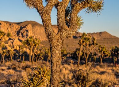 Joshua Tree National Park