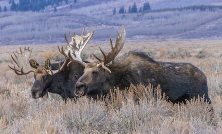 Jackson Grand Teton NP 3