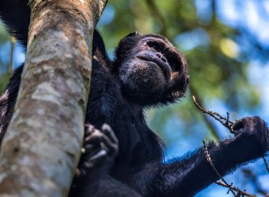 Nyungwe Forest National Park