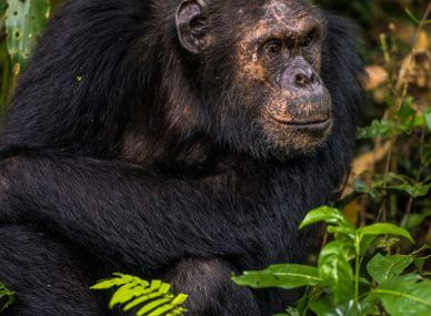 Nyungwe Forest National Park