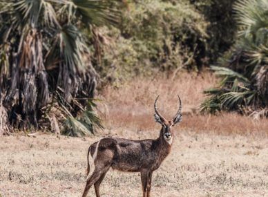 Gorongosa National Park