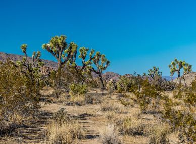Joshua Tree National Park