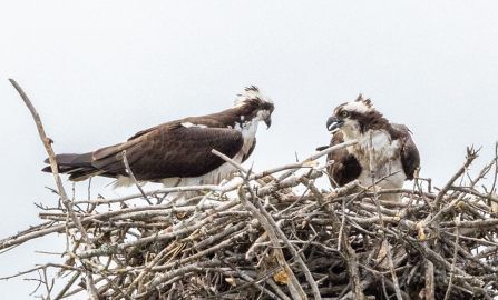 Rehoboth Beach Prime Hook NWR