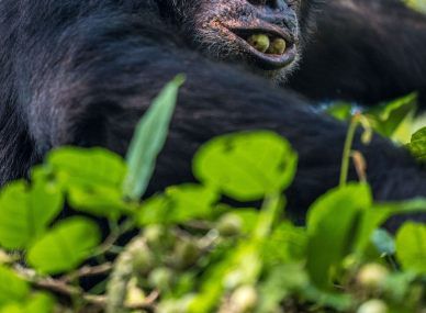 Nyungwe Forest National Park