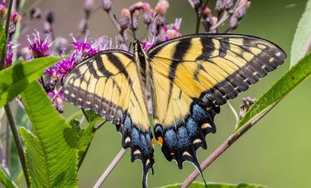Indianapolis Big Oaks NWR