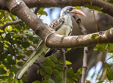 Abuko Nature Reserve
