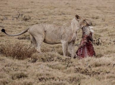 Gorongosa National Park