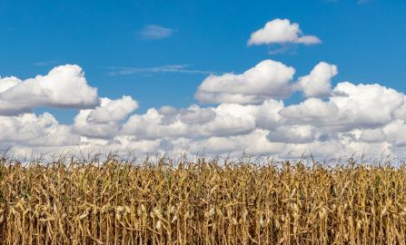 Cedar Rapids Amana Colonies