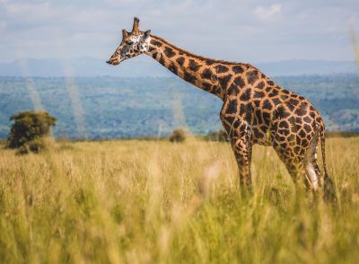 Murchison Falls National Park