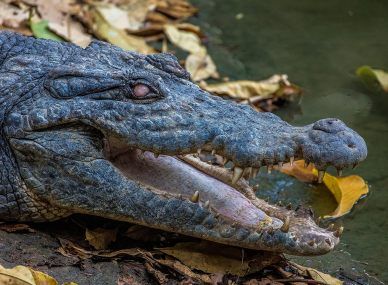 Kachikally Crocodile Pool