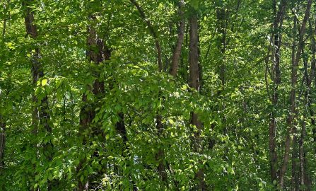 Wilmington to Oak Ridge