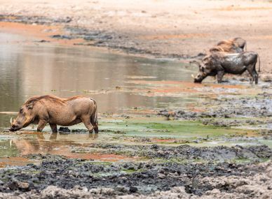 Gorongosa National Park