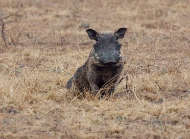 Gorongosa National Park