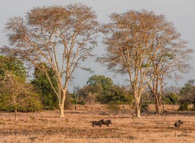 Gorongosa National Park
