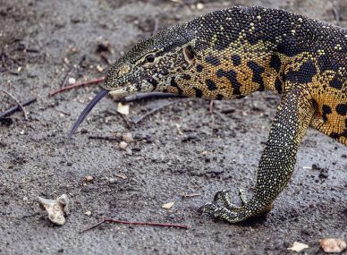 Gorongosa National Park