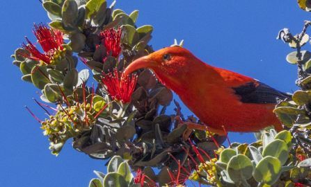 Hawaii  the Big Island Hakalau NWR