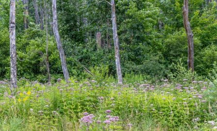 Bar Harbor  ME to North Conway  NH