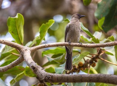 Abuko Nature Reserve