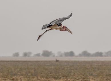 Gorongosa National Park