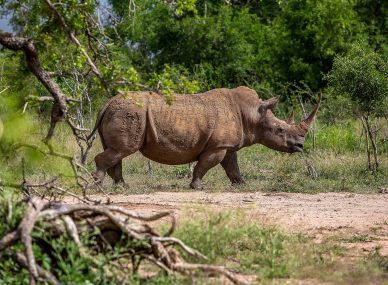 Hlane Royal National Park
