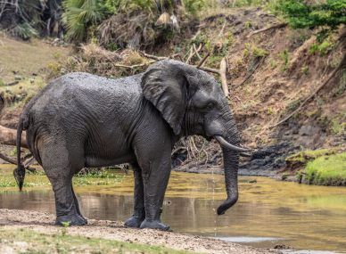 Gorongosa National Park