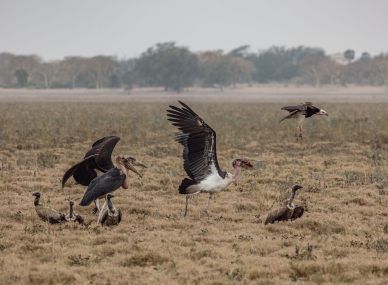 Gorongosa National Park