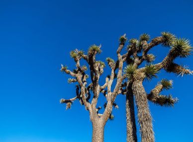 Joshua Tree National Park