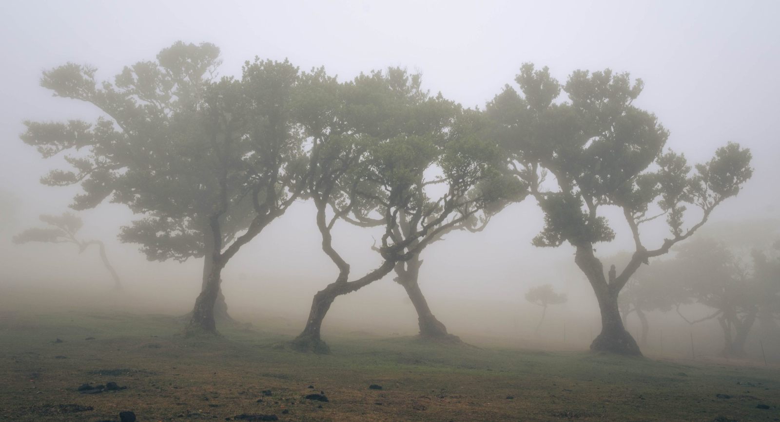 Madeira  s Fanal Forest