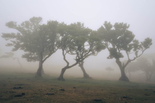 Madeira  s Fanal Forest